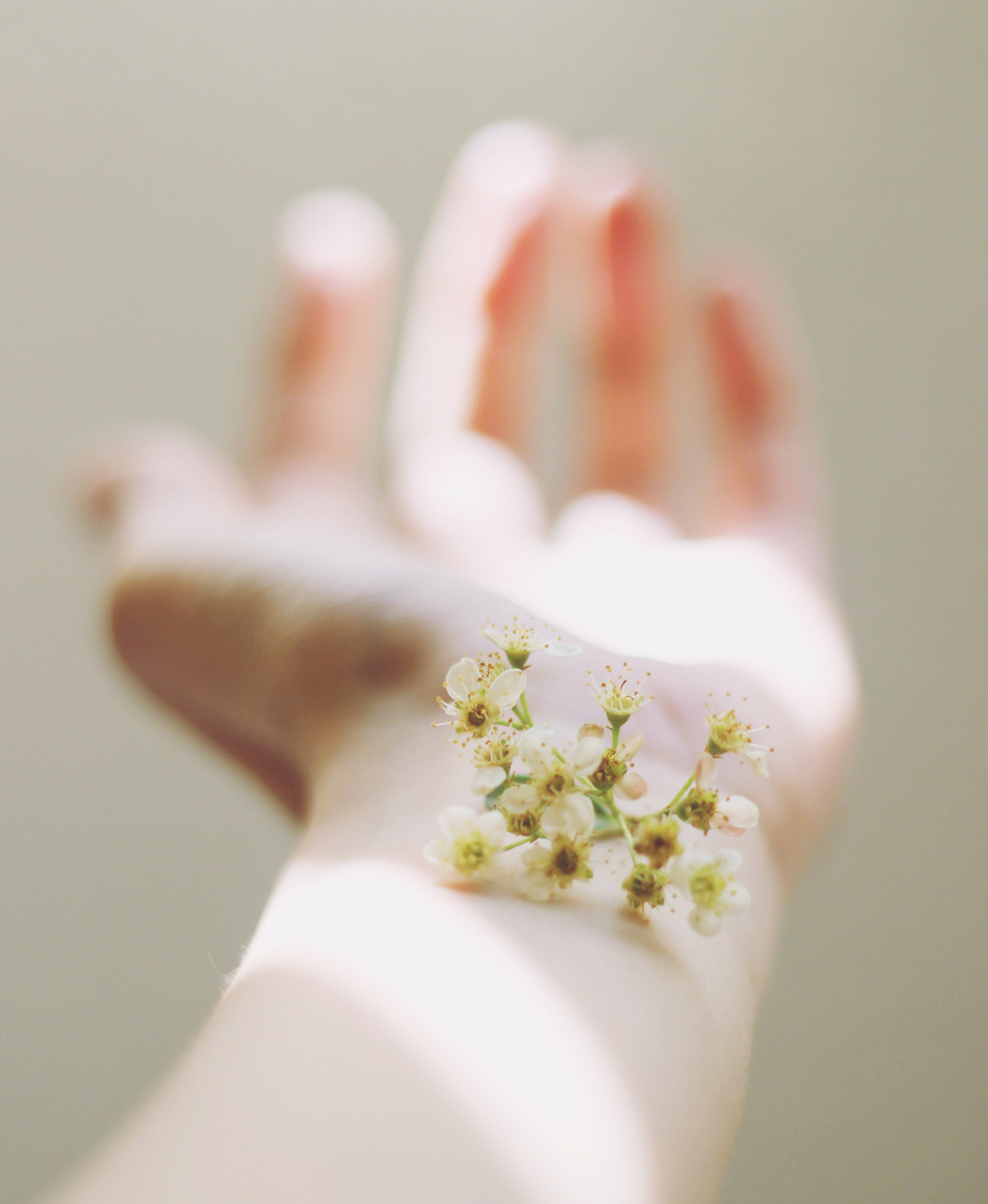 柔らかい陽が当たる手のひらと小花